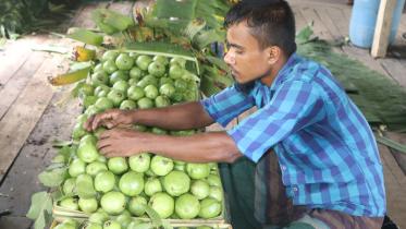 Guava Harvesting.jpg
