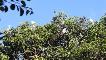 Where birds and humans live as one for decades_fd2e.jpg