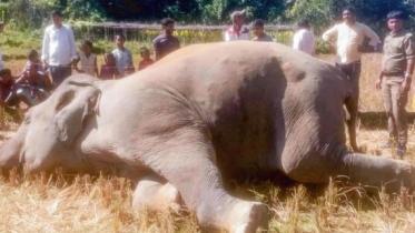 Wild Elephant Killed by Electric Trap in Ukhiya.jpg