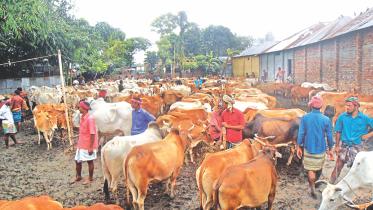 Eid cattle markets