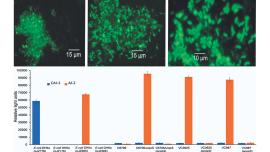 bacteria in various forms.jpg