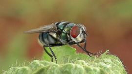 fly public health surveillance