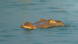 wildlife-crocodile