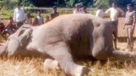 Wild Elephant Killed by Electric Trap in Ukhiya.jpg