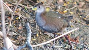 brown crake.jpg