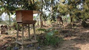 Commercial beekeeping.jpg