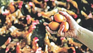 Contaminated food.jpg