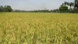 Mehedy-Hasan,-Rangpur