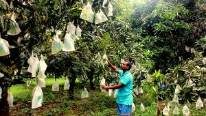 নানিয়ারচর আম (2).JPG