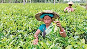 tea_garden_workers_mintu_deshwara_30112022_6860_afi.jpg