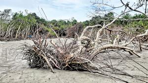 khulna-sundarbans-dead-tree.jpg