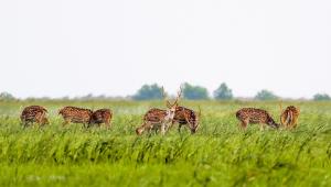 chitra_deer-khulna.jpg