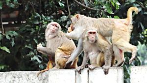 rhesus-monkeys.jpg