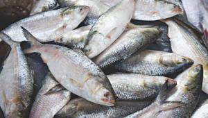 how male Hilsa become female