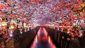 5 scenic Asian spots where cherry blossoms will take your breath away            sora-sagano-8sozj8jf0s8-unsplash.jpg