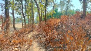 Let’s begin a discourse of resistance against forest fires.jpg