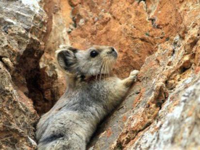 Ili Pika 1.jpg