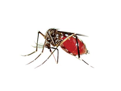 dengue mosquito
