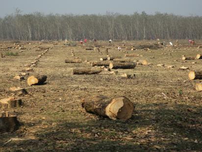 Rubber trees in Shontoshpur Rubber Garden felled