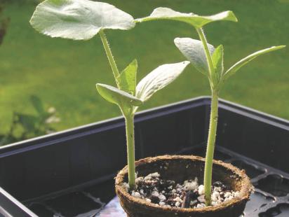 A personal herb supply