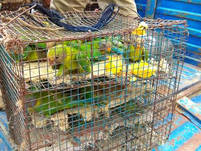 Parakeets rescued