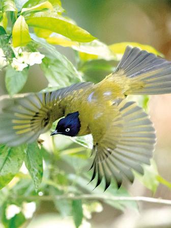 Black-headed-Bulbul.jpg