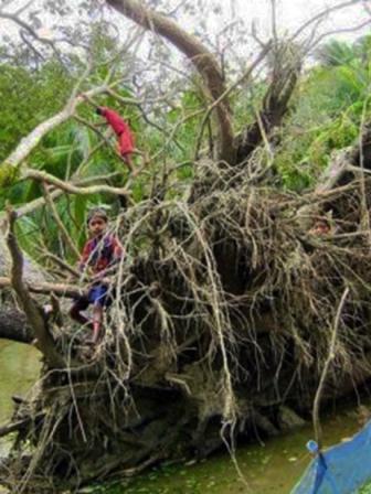 Cyclone Bulbul in Sundarbans