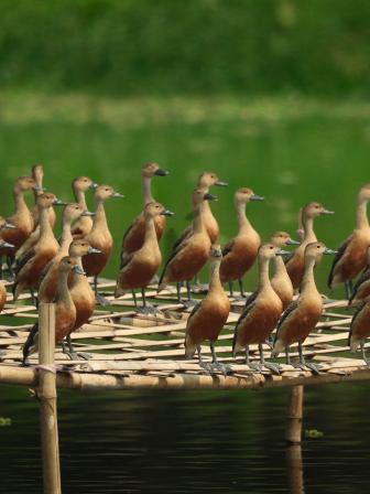 lesser-whistling-duck
