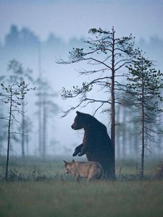 bear-wolf-8-WEB.jpg