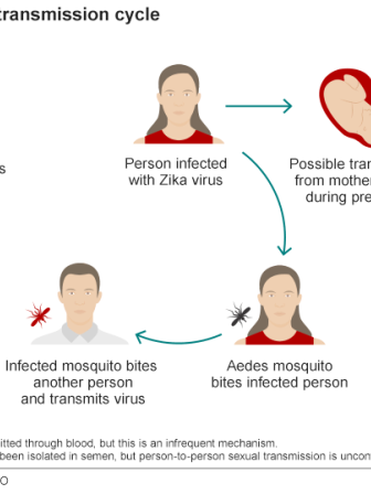 zika virus.png