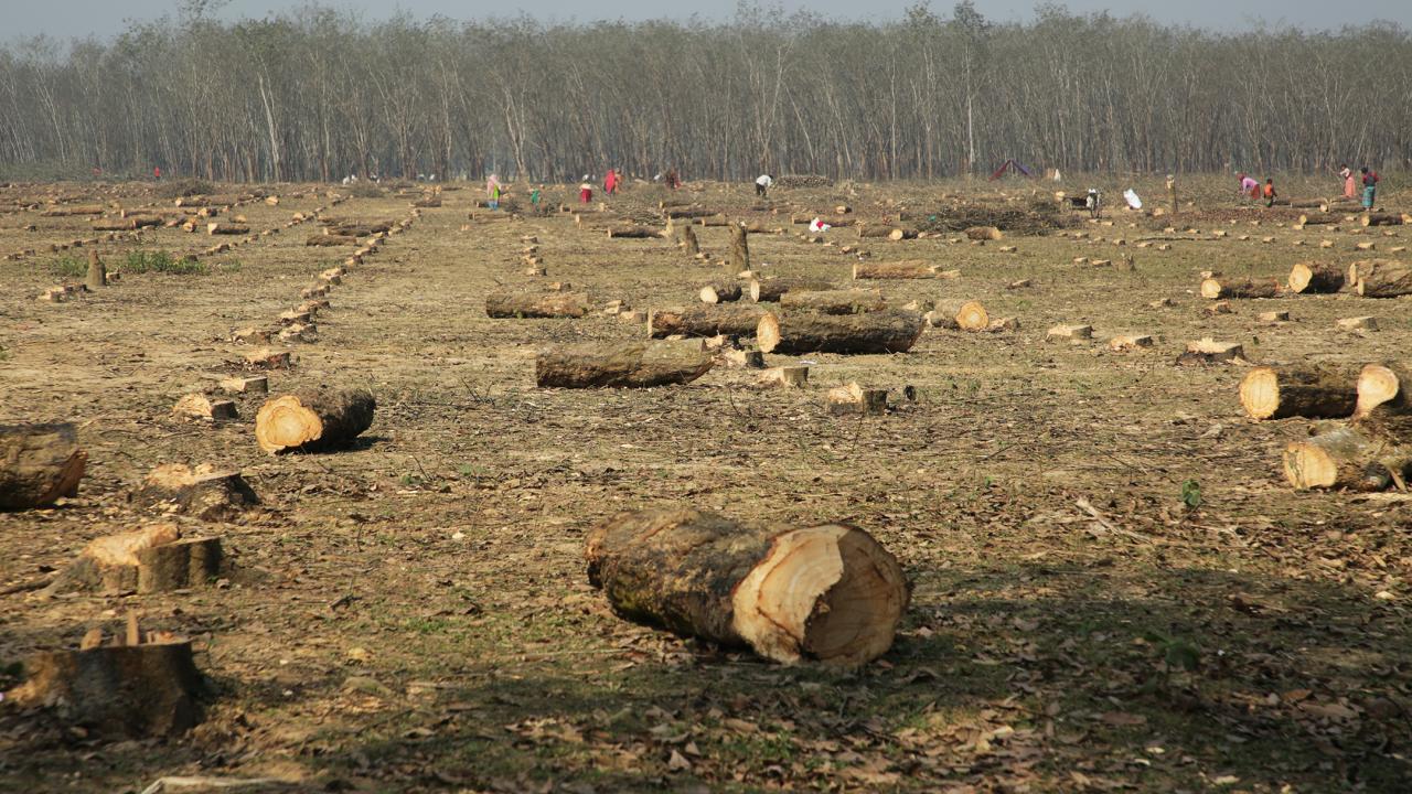 Rubber trees in Shontoshpur Rubber Garden felled